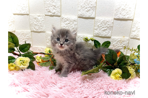 成約済の埼玉県のアメリカンカール-84124の3枚目